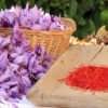 zafferano-fiori-aquila-1-100x100